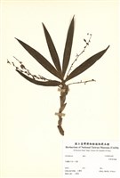 藏品(菲律賓絨蘭)的圖片